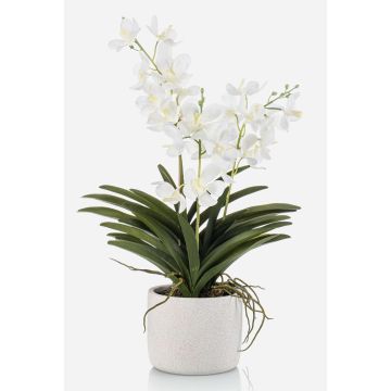 Orchidée Vanda artificielle PAVRA en pot en céramique, racines, blanc-crème, 60cm