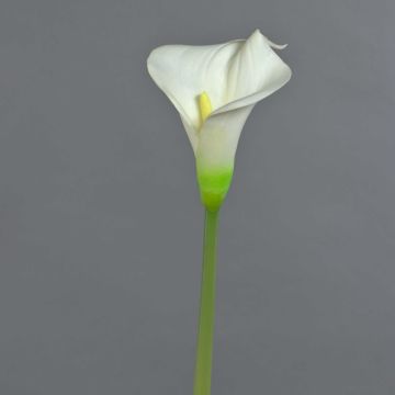 Calla artificielle MIRAC, crème, 75 cm, 12 x 15 cm