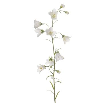 Campanule en soie GISELA, blanc, 65cm, Ø5cm Campanule en soie GISELA, blanc, 65cm, Ø5cm