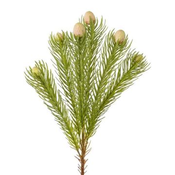Branche décorative Leucospermum Protea KROLI, crème-vert, 50cm Branche décorative Leucospermum Protea KROLI, crème-vert, 50cm