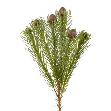 Branche décorative Leucospermum Protea KROLI, brun-vert, 50cm Branche décorative Leucospermum Protea KROLI, brun-vert, 50cm