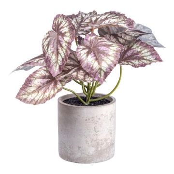 Plante décorative Bégonia à feuilles GRUHIL dans un pot en ciment, vert-violet, 22 cm
