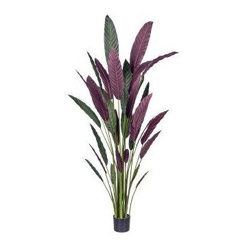 Plante artificielle Heliconia SNALHE, vert-bordeaux, 210 cm Plante artificielle Heliconia SNALHE, vert-bordeaux, 210 cm