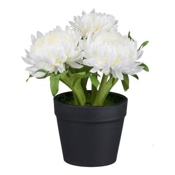 Fleur artificielle Phaenocoma prolifera GLOMST en pot décoratif, blanc, 14cm Fleur artificielle Phaenocoma prolifera GLOMST en pot décoratif, blanc, 14cm