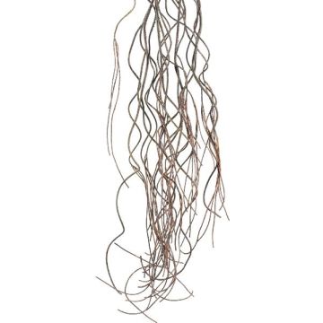 Branche artificielle de saule tire-bouchon MOVINA, suspendu, brun foncé, 170cm