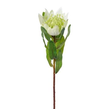 Fleur décorative Protée royale WANBA, blanc, 50cm Fleur décorative Protée royale WANBA, blanc, 50cm