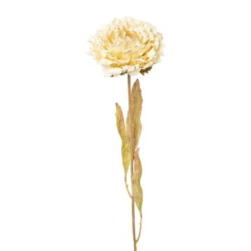 Fleur décorative Pivoine MASNOR, aspect sec, crème, 65cm