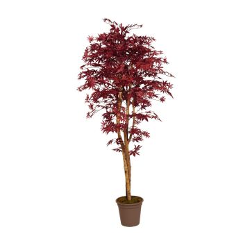 Érable du Japon décoratif GORDJUSCHA, troncs en bois véritable, rouge foncé, 100cm - Made in Italy