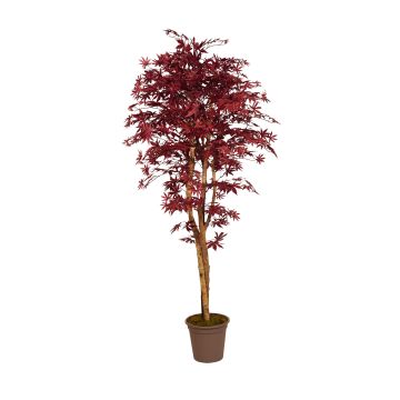 Érable du Japon décoratif GORDJUSCHA, troncs en bois véritable, rouge foncé, 175cm - Made in Italy