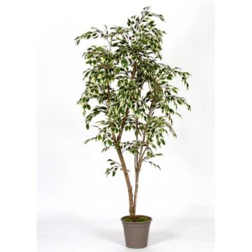 Ficus Benjamina décoratif LISEROSE, troncs en bois véritable, vert-blanc, 210cm - Made in Italy Ficus Benjamina décoratif LISEROSE, troncs en bois véritable, vert-blanc, 210cm - Made in Italy