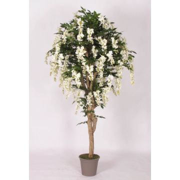 Fausse glycine ERLINA, tronc en bois véritable, avec des fleurs, blanc, 200cm - Made in Italy Fausse glycine ERLINA, tronc en bois véritable, avec des fleurs, blanc, 200cm - Made in Italy