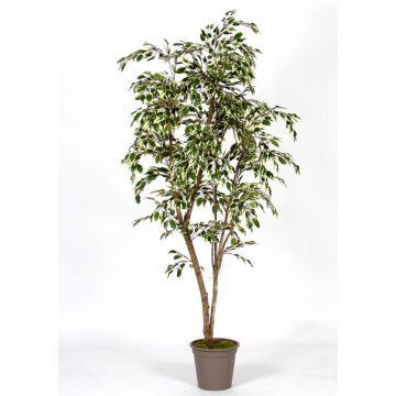 Ficus Benjamina décoratif LISEROSE, troncs en bois véritable, vert-blanc, 180cm - Made in Italy