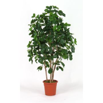 Schefflera artificiel NANETTE, troncs en bois véritable, vert, 175cm - Made in Italy Schefflera artificiel NANETTE, troncs en bois véritable, vert, 175cm - Made in Italy