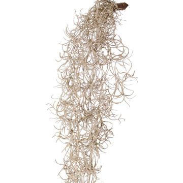 Tillandsia usneoides artificielle LIVADI sur tige, grise, 115cm