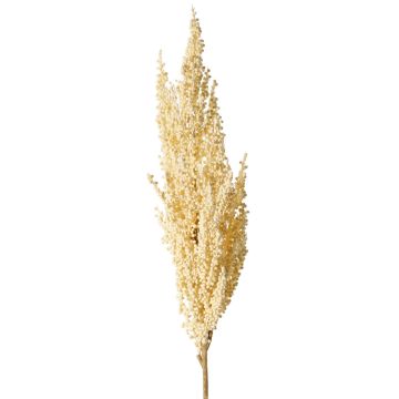 Branche décorative de sorgho WADDY avec épis, crème, 80 cm Branche décorative de sorgho WADDY avec épis, crème, 80 cm
