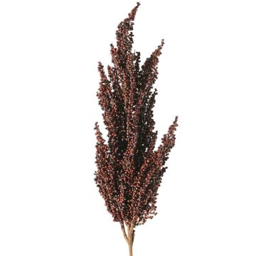 Branche décorative de sorgho WADDY avec épis, rouge foncé, 80 cm Branche décorative de sorgho WADDY avec épis, rouge foncé, 80 cm
