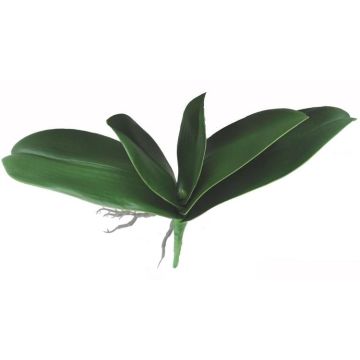 Feuilles d'orchidée Phalaenopsis artificielles PRIMALA, racines aériennes, 21 x 26 cm Feuilles d'orchidée Phalaenopsis artificielles PRIMALA, racines aériennes, 21 x 26 cm