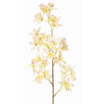 Branche d'orchidée Odontoglossum artificielle BELANIA, crème-rose, 75 cm