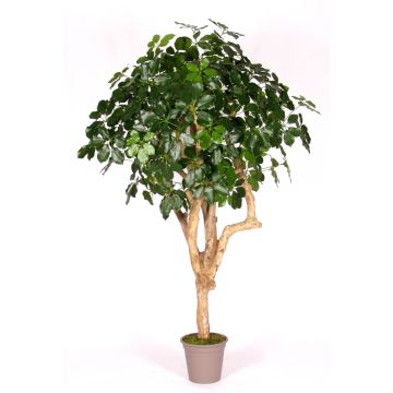 Schefflera décoratif SOLIDA, tronc en bois véritable, vert, 175cm - Made in Italy Schefflera décoratif SOLIDA, tronc en bois véritable, vert, 175cm - Made in Italy