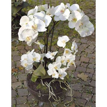 Orchidée Phalaenopsis artificielle WALLBURGA, verre décoratif, blanc, 80cm Orchidée Phalaenopsis artificielle WALLBURGA, verre décoratif, blanc, 80cm