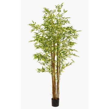 Arbre artificiel « bambou flèche japonais » BAKNOR, troncs naturels, 180 cm Arbre artificiel « bambou flèche japonais » BAKNOR, troncs naturels, 180 cm