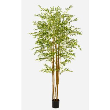 Arbre artificiel « Bambou flèche japonais » BAKNOR, tiges naturelles, 210 cm Arbre artificiel « Bambou flèche japonais » BAKNOR, tiges naturelles, 210 cm
