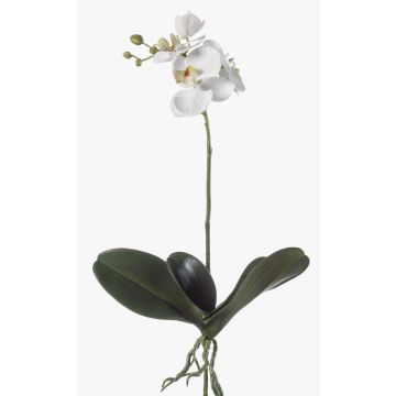 Orchidée Phalaenopsis en soie FAO sur piquet, blanc, 45cm Orchidée Phalaenopsis en soie FAO sur piquet, blanc, 45cm