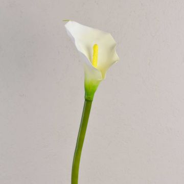 Calla artificiel SUSANA, blanc, 70cm, 8x12cm Calla artificiel SUSANA, blanc, 70cm, 8x12cm