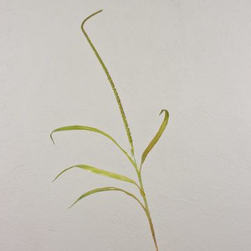 Graminée artificielle vulpin WILLY avec panicules, vert-brun, 105cm