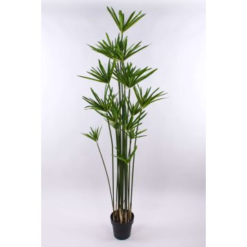 Cyperus papyrus artificiel ZAHIR, vert, 180cm Cyperus papyrus artificiel ZAHIR, vert, 180cm