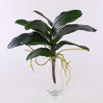 Feuilles d'orchidée Phalaenopsis artificielles ARLETTE, racines aériennes, 45cm Feuilles d'orchidée Phalaenopsis artificielles ARLETTE, racines aériennes, 45cm