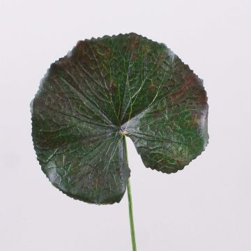 Feuille de géranium artificielle HEIDEGARD, vert-rouge, 38cm, Ø11cm