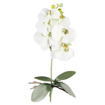 Fleur décorative Orchidée Phalaenopsis DRINTOR, piquet, racines, blanc-vert, 40cm
