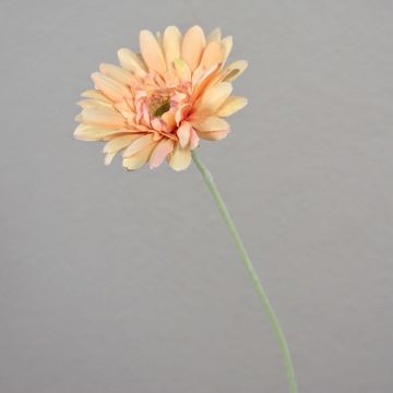 Gerbera en soie VIRGINIA, crème-rose, 55cm, Ø11cm Gerbera en soie VIRGINIA, crème-rose, 55cm, Ø11cm
