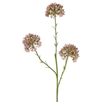 Branche décorative d'allium ALIKIO, violette, 65 cm, Ø 7 cm Branche décorative d'allium ALIKIO, violette, 65 cm, Ø 7 cm