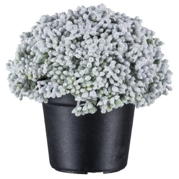 Plante artificielle succulente Sedum telephium NUKEF, blanche, 10cm