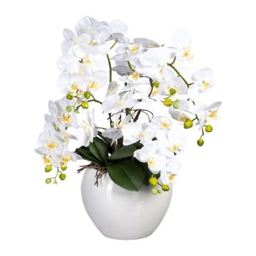 Composition florale d'orchidées Phalaenopsis WEMBER avec saule torsadé, pot en céramique, racines, blanc, 55 cm Composition florale d'orchidées Phalaenopsis WEMBER avec saule torsadé, pot en céramique, racines, blanc, 55 cm