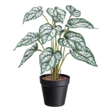 Plante décorative Caladium SNALHE, pot décoratif, blanc-vert, 40 cm