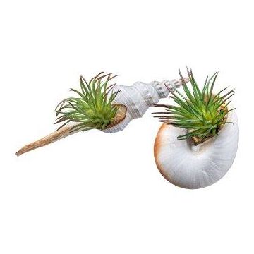 Plante artificielle succulente Tillandsia ionantha FRUNS dans des coquillages naturels, 2 pièces, vert, 8-14cm Plante artificielle succulente Tillandsia ionantha FRUNS dans des coquillages naturels, 2 pièces, vert, 8-14cm