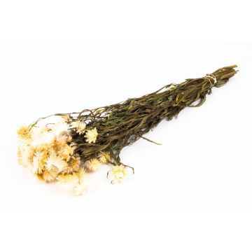 Bouquet d'immortelle d'Italie ALMINKA, séché, blanc-crème, 50-60cm, Ø15cm Bouquet d'immortelle d'Italie ALMINKA, séché, blanc-crème, 50-60cm, Ø15cm