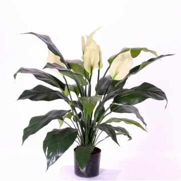 Spathiphyllum artificiel ABBY, avec fleurs, blanc, 75cm