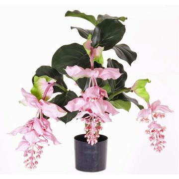 Médinilla artificiel LAILANI, rose, 80cm, Ø20cm Médinilla artificiel LAILANI, rose, 80cm, Ø20cm