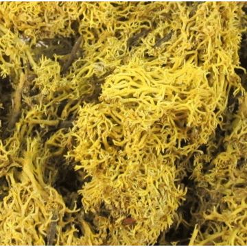 Mousse d'Islande naturelle FINNBJÖRN, jaune, 50g Mousse d'Islande naturelle FINNBJÖRN, jaune, 50g