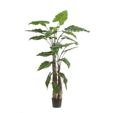 Alocasia sanderiana artificiel ALBULA, vert, 180cm