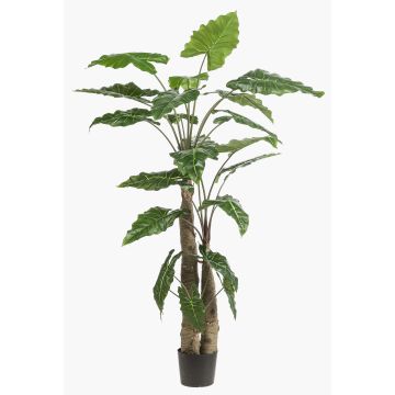 Alocasia sanderiana artificiel ALBULA, vert, 180cm