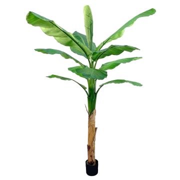 Banane artificielle SCHWANA, 210 cm Banane artificielle SCHWANA, 210 cm