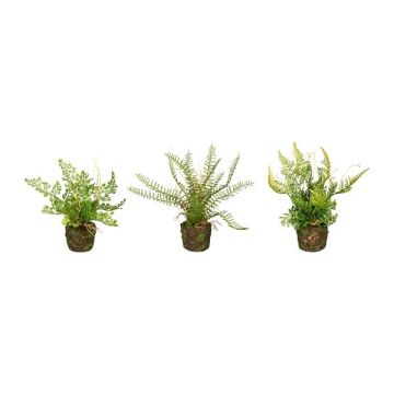Assortiment de fougères artificielles FUNGAR, fougère à cheveux de femme, fougère épée, fougère bouclier, 3 pièces, motte de terre, vert, 22 cm, Ø 25 cm Assortiment de fougères artificielles FUNGAR, fougère à cheveux de femme, fougère épée, fougère bouclier, 3 pièces, motte de terre, vert, 22 cm, Ø 25 cm