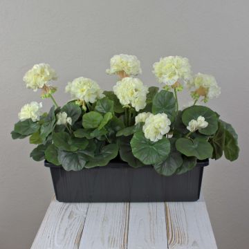 Géraniums artificiels FLOREANA en jardinière, lot de 3, blancs, 40 x 15 x 35 cm