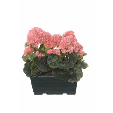 Géraniums artificiels FLOREANA en jardinière, lot de 2, couleur saumon, 24 x 11 x 35 cm Géraniums artificiels FLOREANA en jardinière, lot de 2, couleur saumon, 24 x 11 x 35 cm