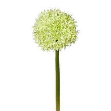 Fleur décorative Allium WANDENY, crème-vert, 65cm